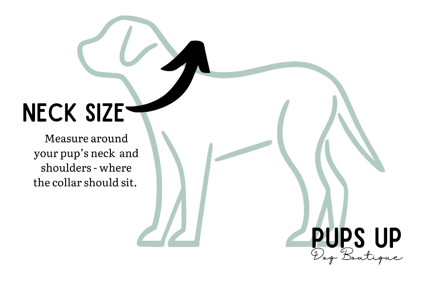 3/4" Standard Buckle Collar