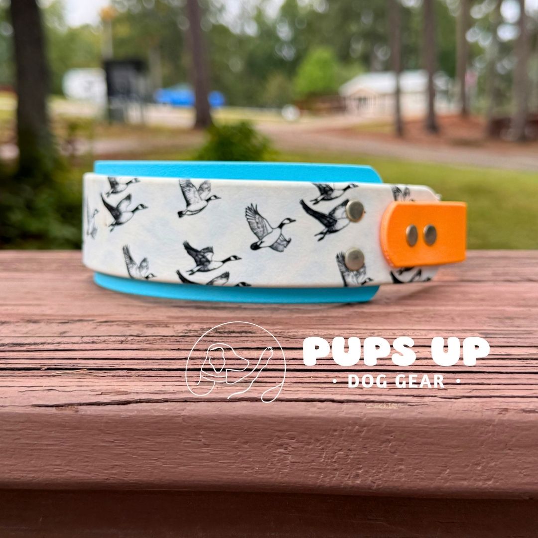 2" Canadian Goose Collar