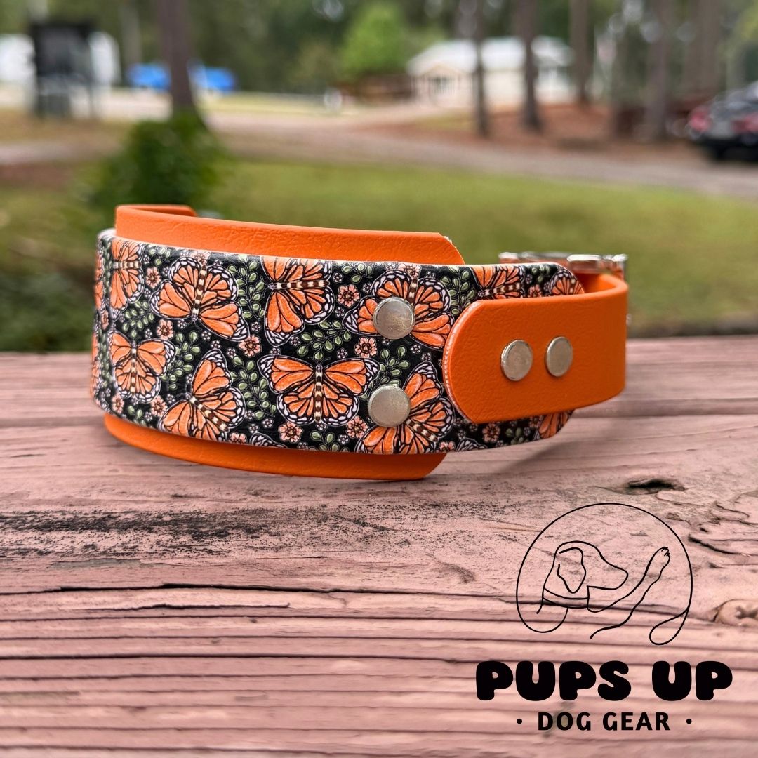 2" Monarch Collar