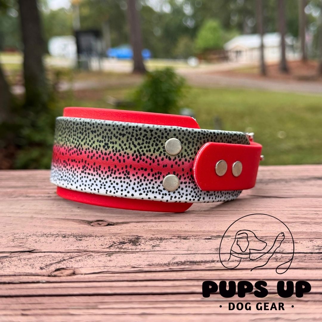 2" Rainbow Trout Collar
