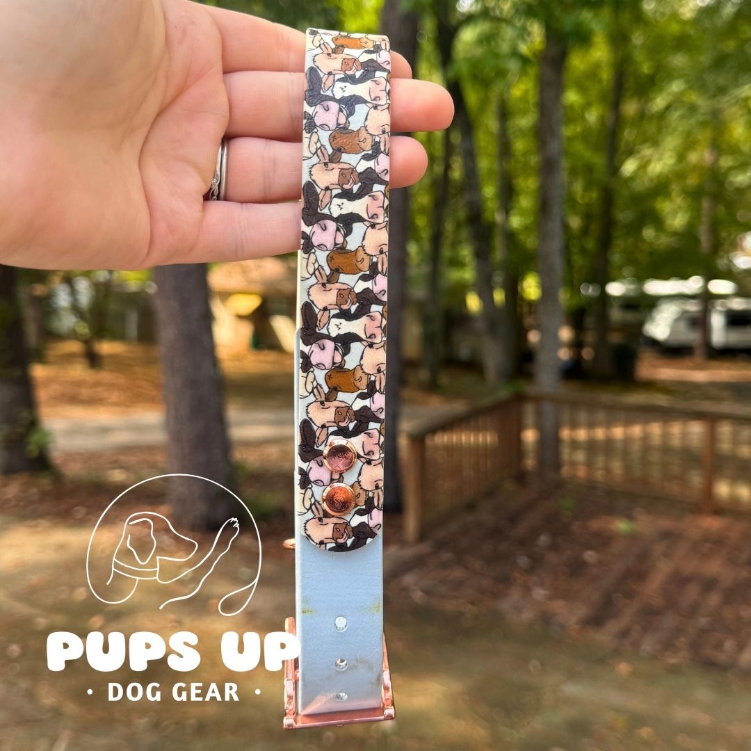 1" Cows w/ Solid Accent Collar