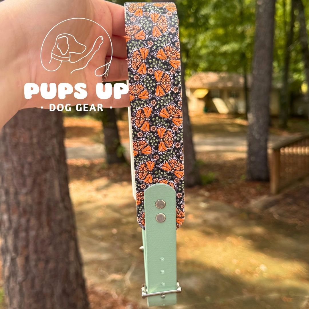 1.5" Tapered Monarch Collar