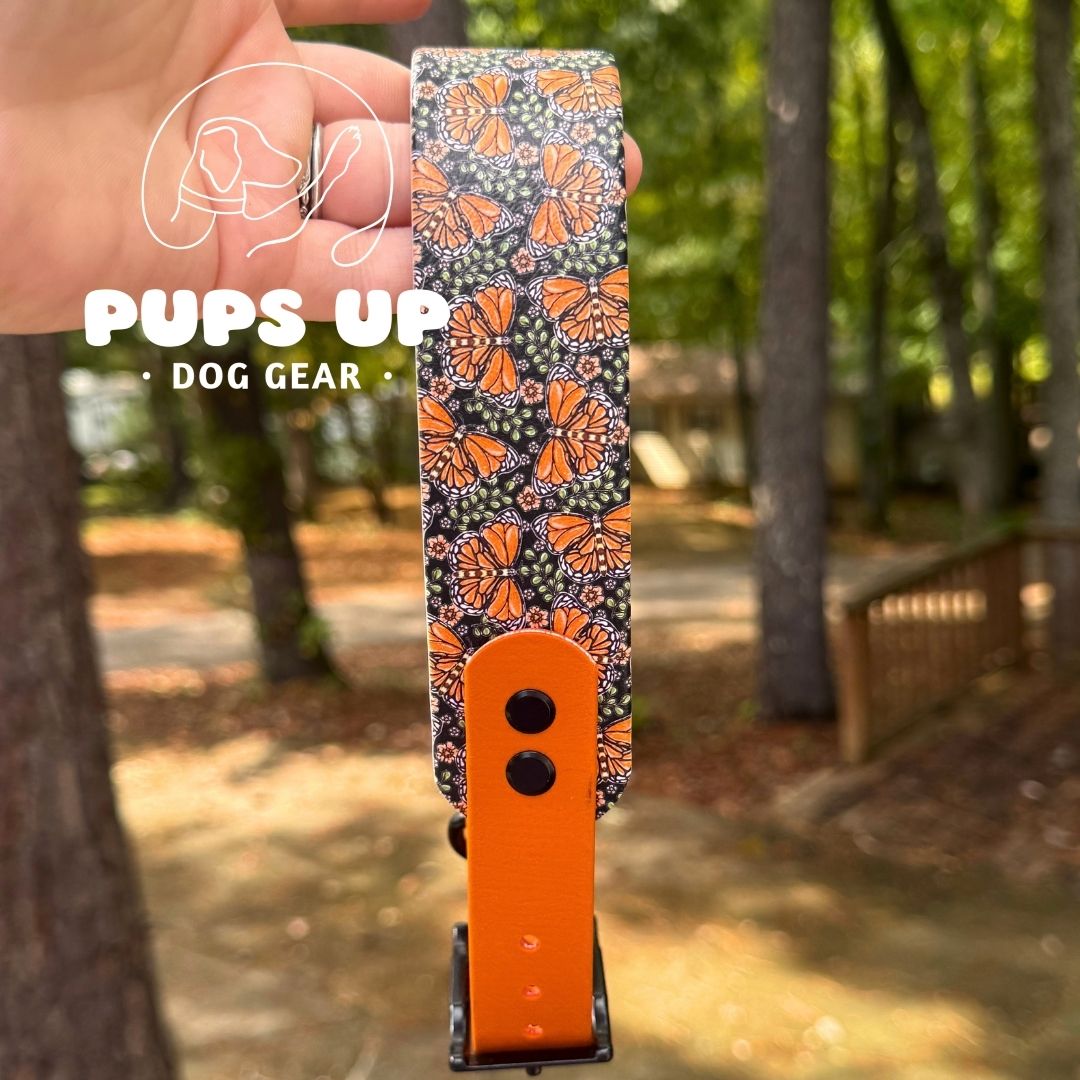 1.5" Tapered Monarch Collar