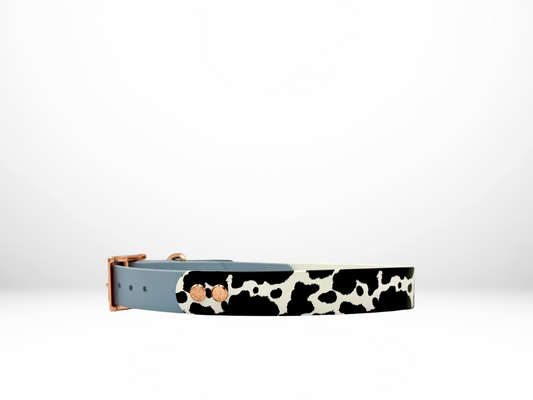 Large (16-19 Inches) Cow UV Print with Polar Blue Accent Dog Collar with Rose Gold Hardware