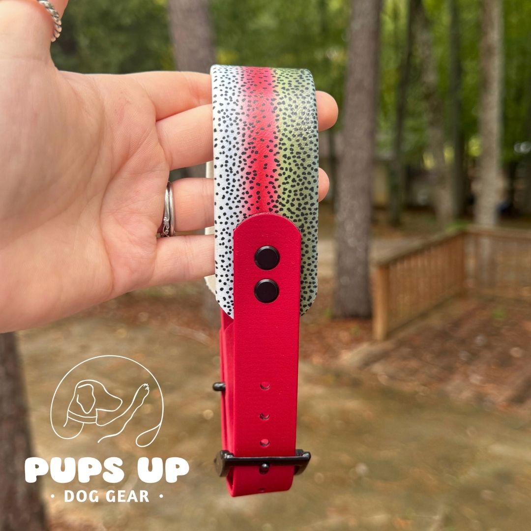 1.5" Tapered Rainbow Trout Collar