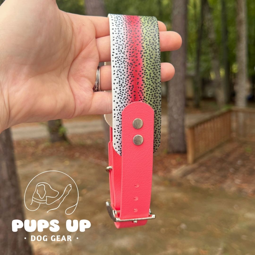 1.5" Tapered Rainbow Trout Collar