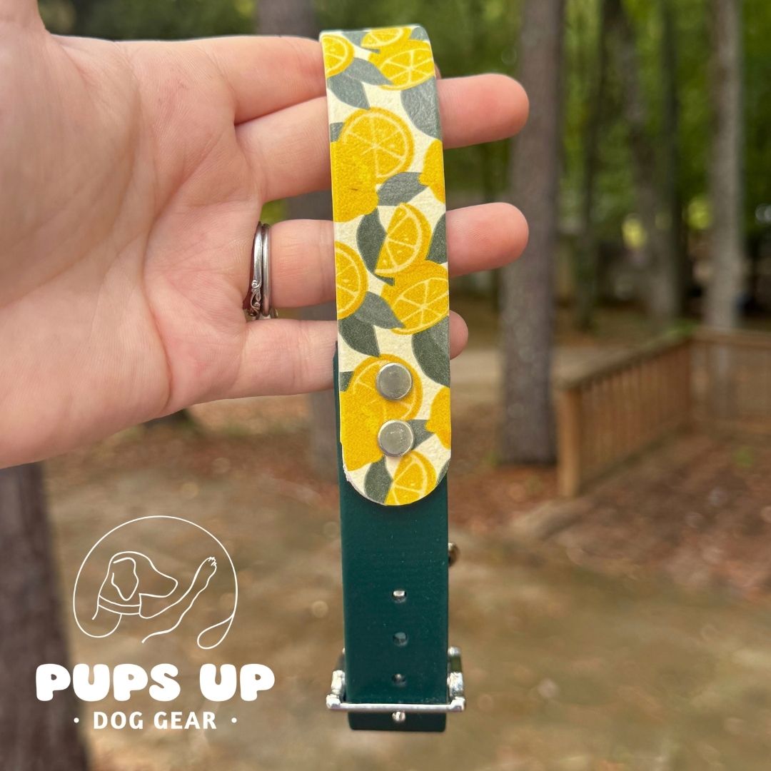 1" Lemons Solid Accent Collar