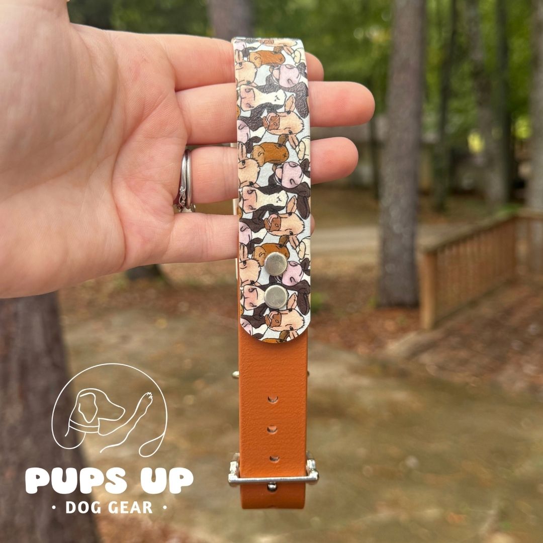 1" Cows Solid Accent Collar