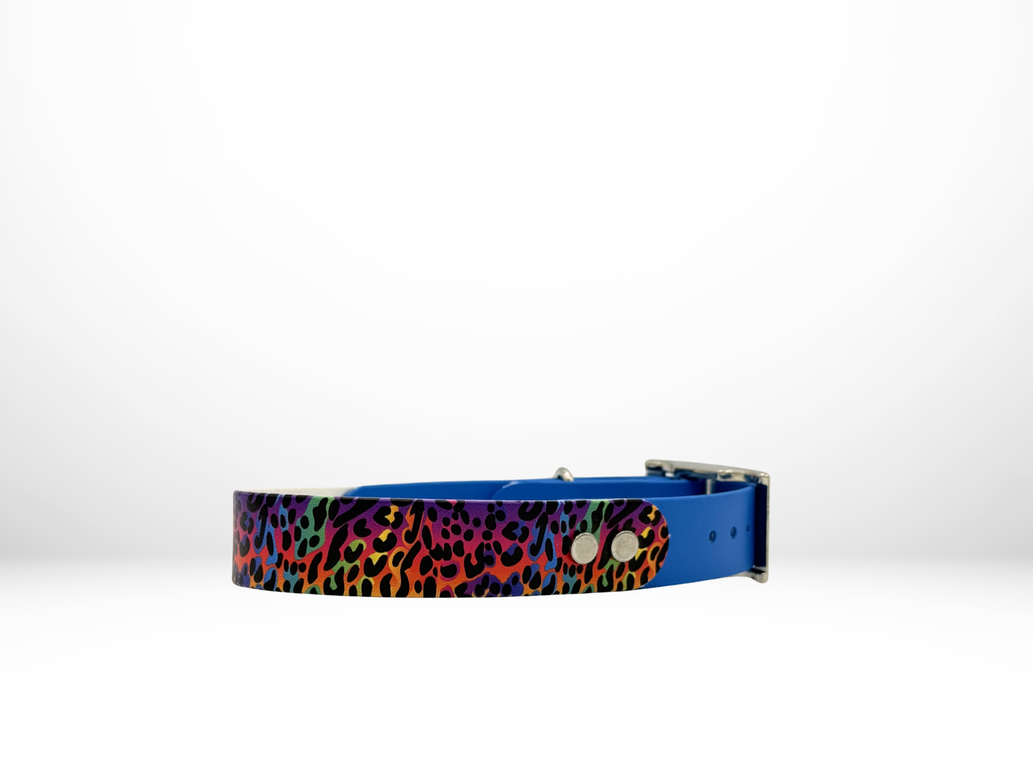 Medium (13-16 Inches) Colorful Cheetah UV Print with Blue Accent Dog Collar