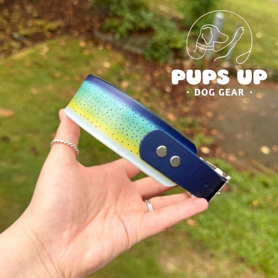 1.5" Tapered Mahi Mahi Collar