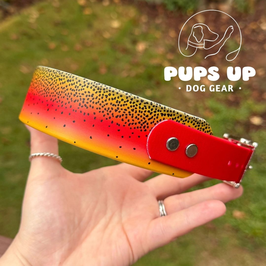 1.5" Tapered Cutthroat Trout Collar