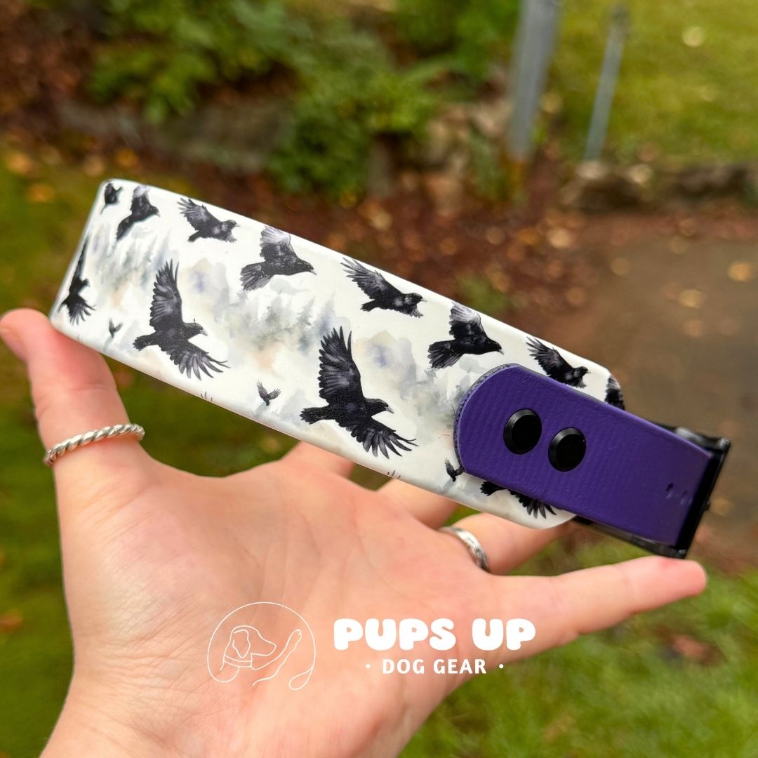 1.5" Tapered Ravens Collar