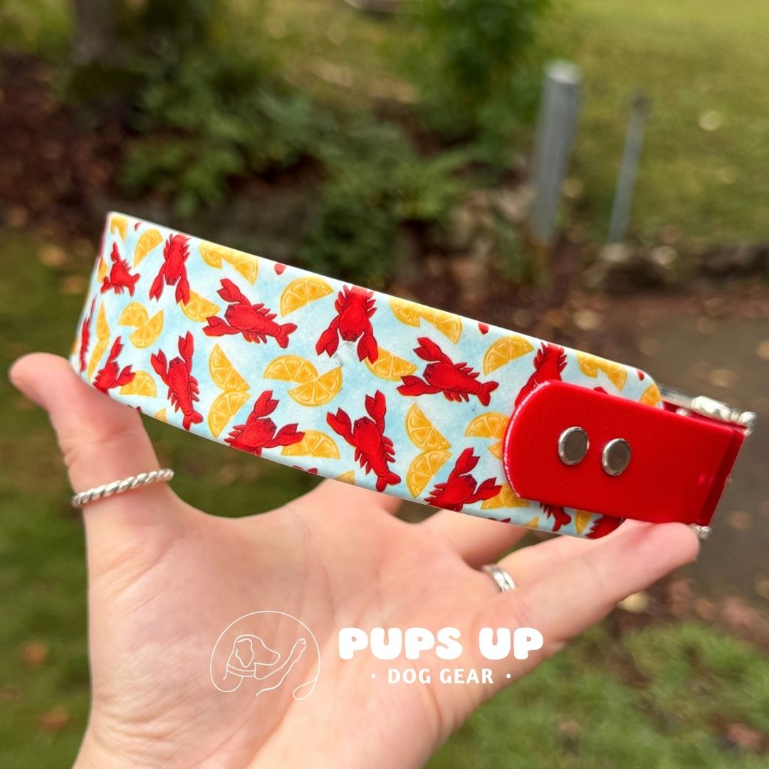 1.5" Tapered Lemons & Lobsters Collar