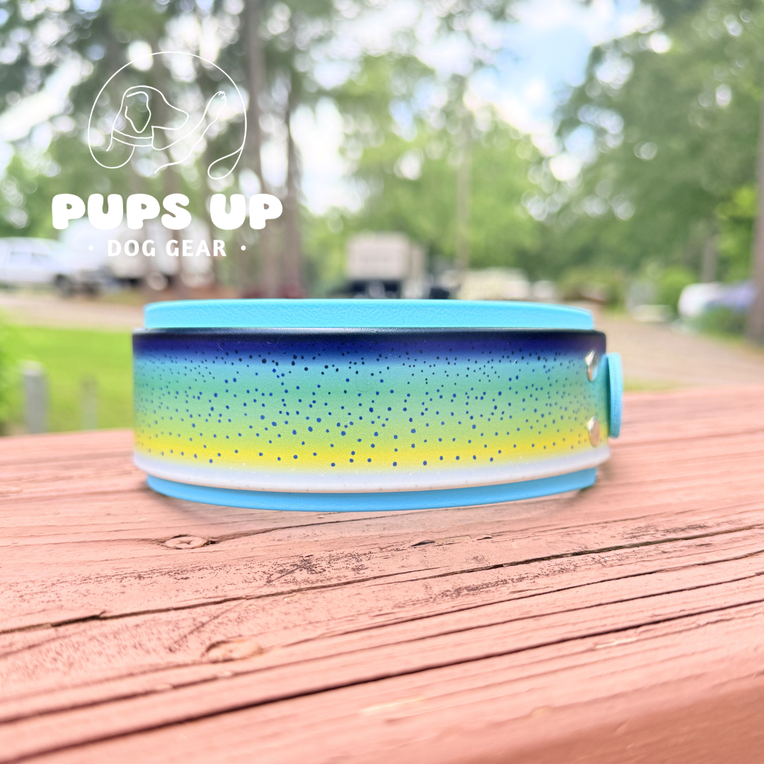 PREMADE 2" Mahi Mahi Collar
