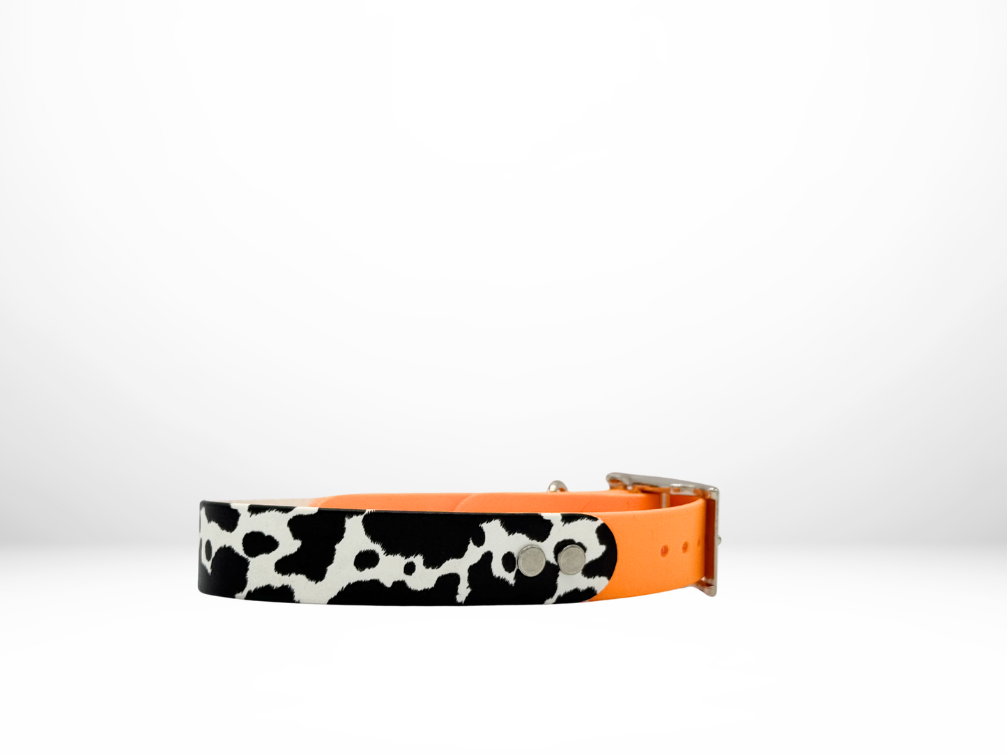 Medium (13-16 Inches) Cow UV Print with Mango Accent Dog Collar