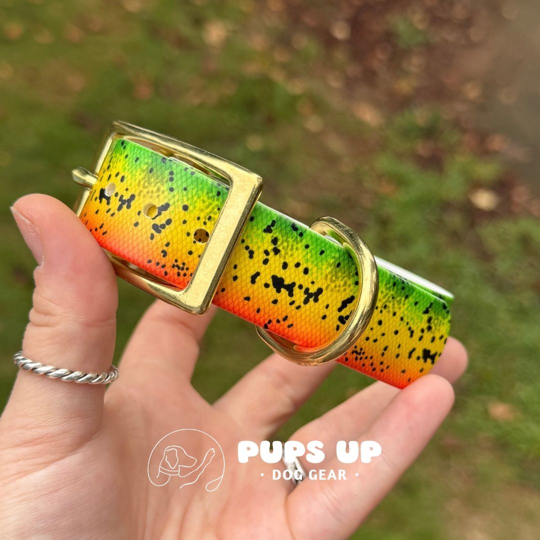 1" Peacock Bass Collar
