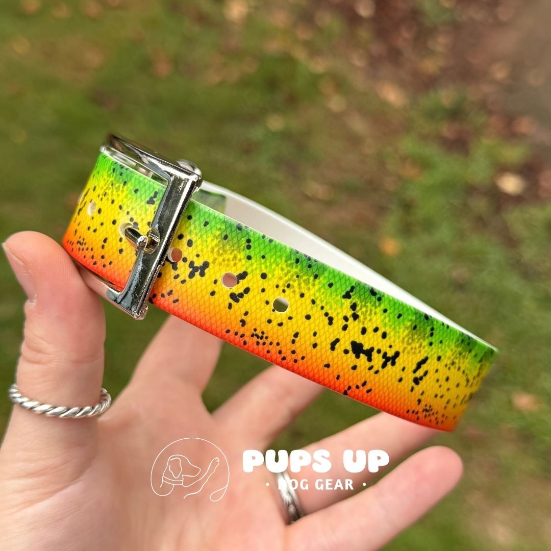 1" Peacock Bass Collar