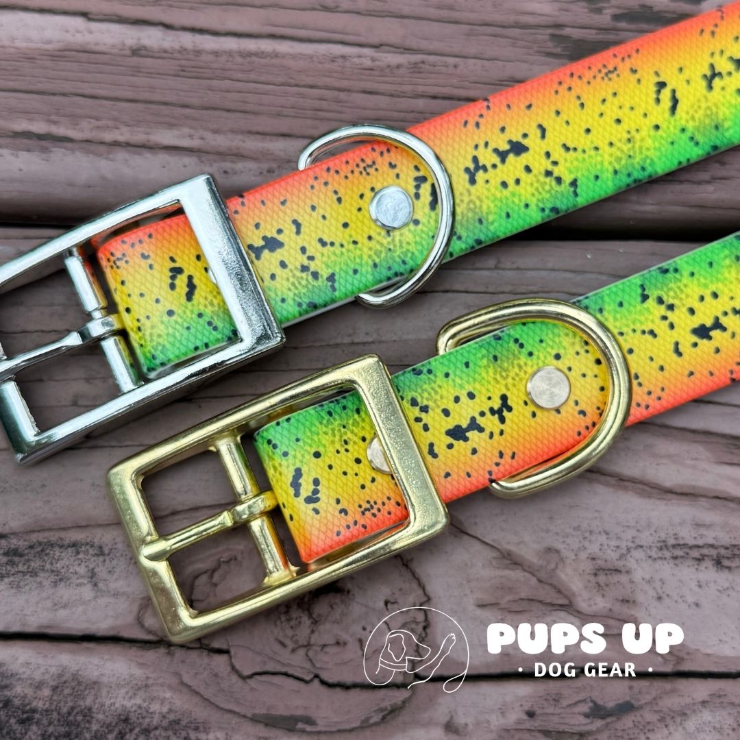 1" Peacock Bass Collar