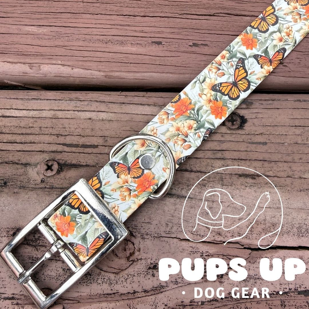 1" Monarchs Collar