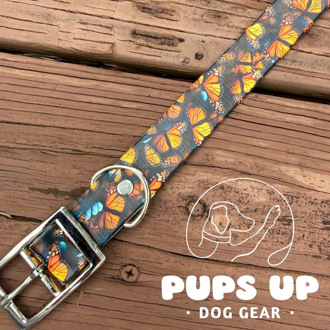 1" Bright Monarchs Collar
