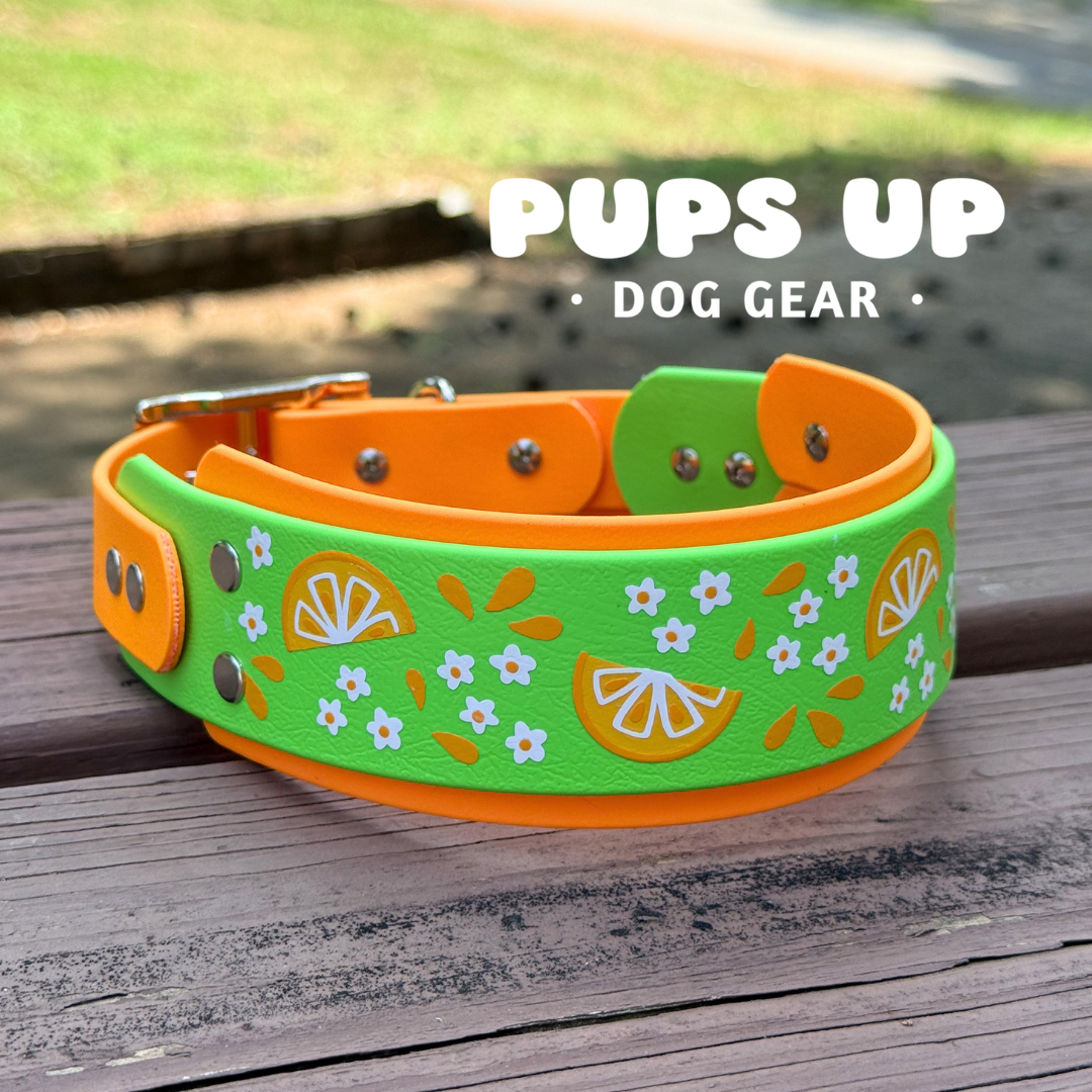 2” Orange Limeade Collar