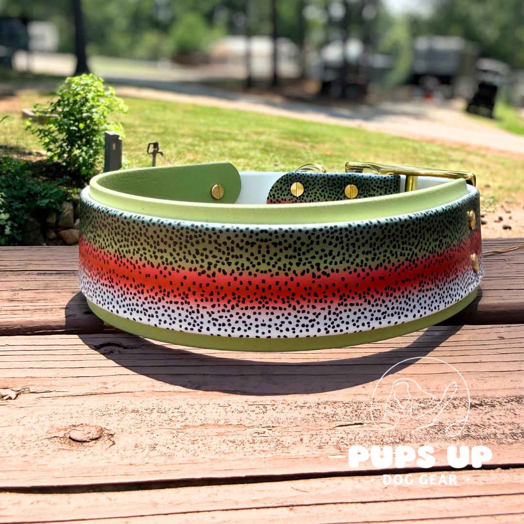 PREMADE 2" Rainbow Trout Collar