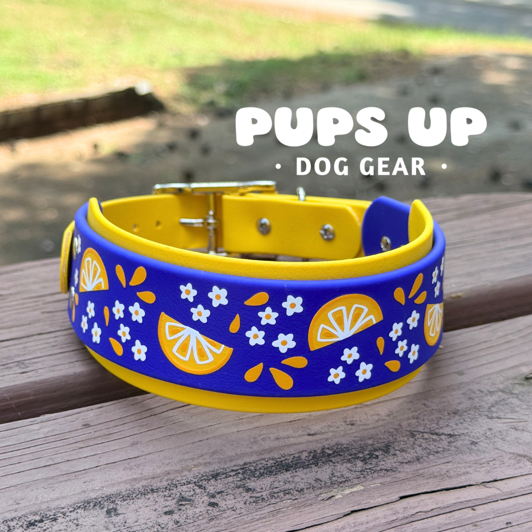 PREMADE 2” Lemonade Collar