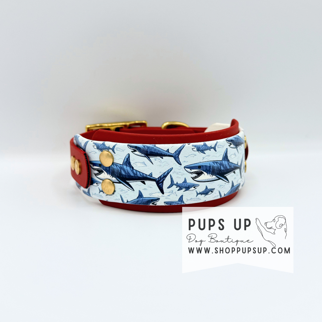 PREMADE 2” Sharks Collar