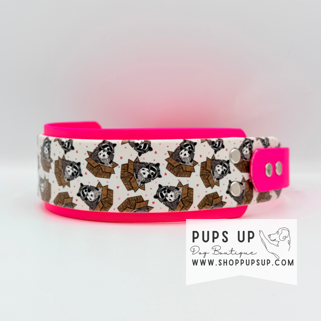 PREMADE 2" Raccoon & Opossum Collar
