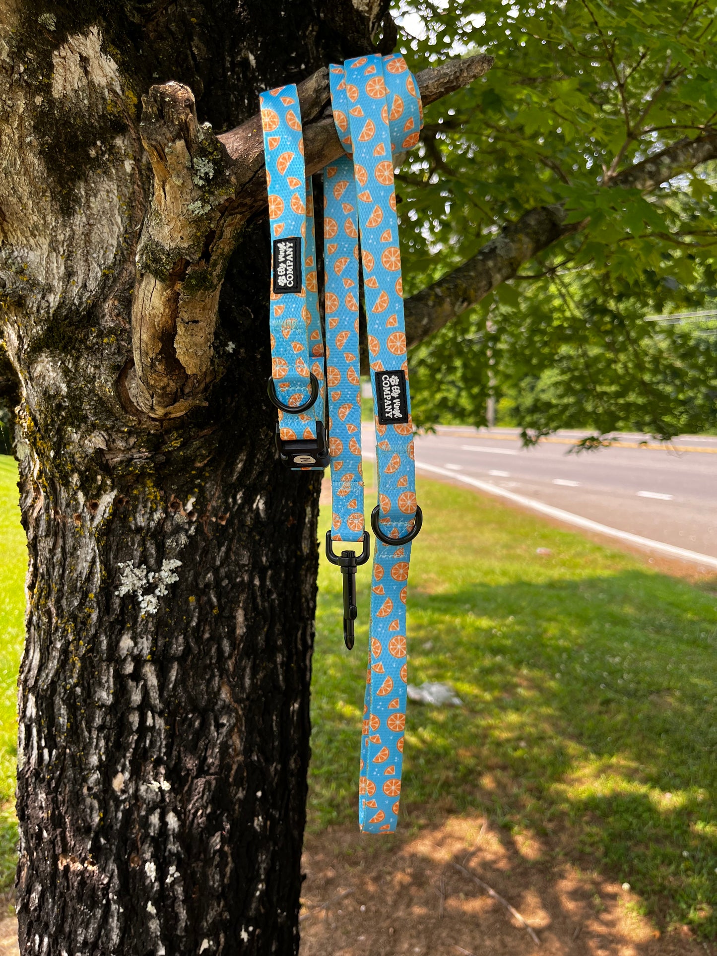 Oranges Dog Collar