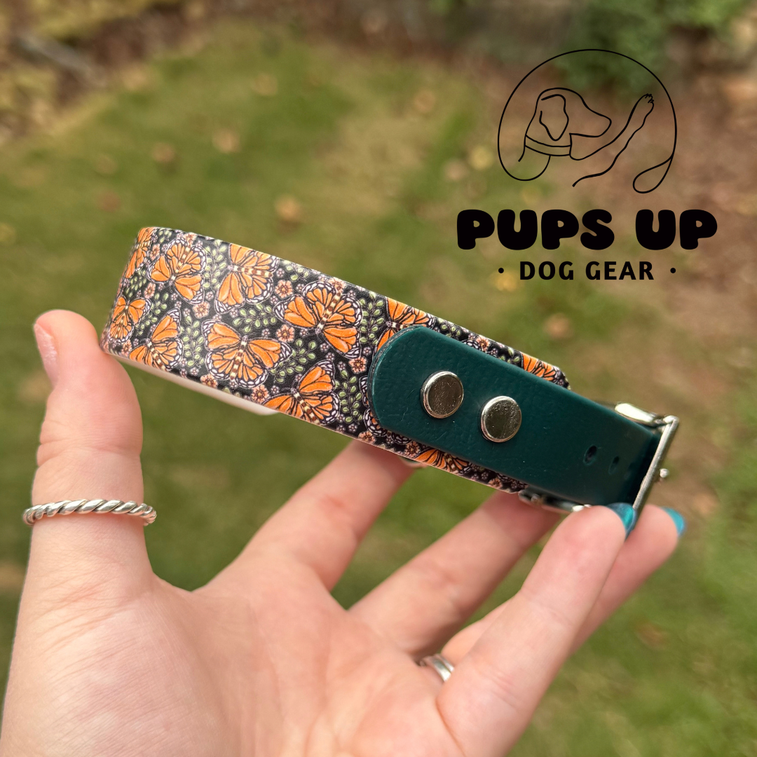 PREMADE 1" Tapered Monarch Collar