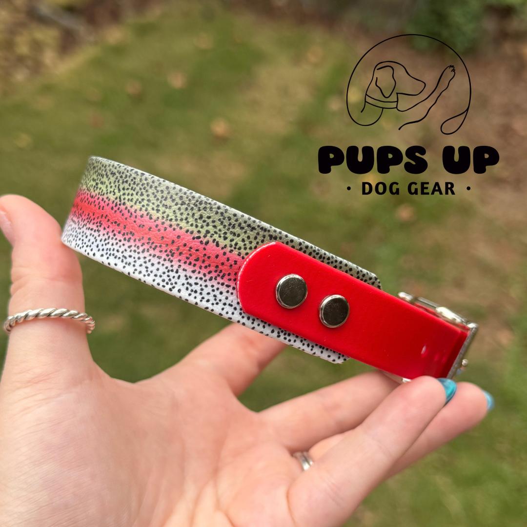 PREMADE 1" Tapered Rainbow Trout Collar